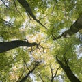 Trunks and colorful autumn leaves of beech trees in forest of amelisweerd near utrecht Royalty Free Stock Photo