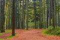 trunks of coniferous trees in the forest, shooting in the morning