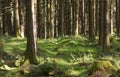 Trunks of a coniferous trees growing from green soft moss in Gortin Glen Forest Park, Northern Ireland. Fairy forest