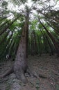Trunks of conifers trees side by side in the black forest Royalty Free Stock Photo