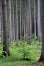Trunks of conifers trees side by side in the black forest Royalty Free Stock Photo