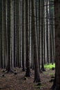 Trunks of conifers trees side by side in the black forest Royalty Free Stock Photo