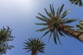 Trunks and crowns of palm trees