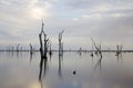 Gum tree at Lake Mulwala, Australia