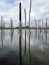 The trunks of dead trees submerged in water. Royalty Free Stock Photo