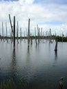 The trunks of dead trees submerged in water. Royalty Free Stock Photo