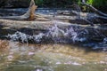 The trunks of fallen trees lie in the river. The trees are lit by the sun, a wave rushes and splashes against gray wood. Fragment