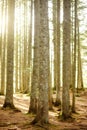 Trunks of fir trees overgrown with green moss in the forest on a sunny day. Vertical view Royalty Free Stock Photo