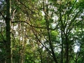 Trunks and foliage of aspens, illuminated by the summer sun. Royalty Free Stock Photo