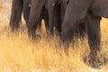 Close-up of elephants trunks and feet