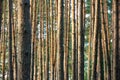 Trunks of the high trees in the coniferous forest