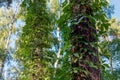 Trunks of high trees entwined with ivy, bottom-up view