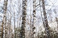 Trunks of large birches against the blue sky in the winter forest Royalty Free Stock Photo