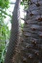 Trunks of a Madagascar Palm (Pachypodium lamerei) Royalty Free Stock Photo