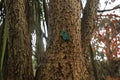 The trunks of mighty trees. Sycamore