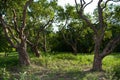 Trunks of old lilac trees in the park