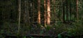 Trunks of old spruce trees illuminated by sun beam in the wild summer forest Royalty Free Stock Photo