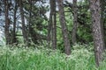 Trunks of old trees in a dense forest. Tall grass Royalty Free Stock Photo