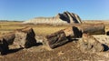 The trunks of petrified trees, multi-colored crystals of minerals. Petrified Forest National Park, Arizona