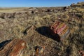 The trunks of petrified trees, multi-colored crystals of minerals. Petrified Forest National Park, Arizona