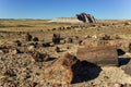 The trunks of petrified trees, multi-colored crystals of minerals. Petrified Forest National Park, Arizona