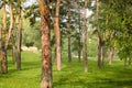Trunks of pine trees in the park with green grass in the morning hour Royalty Free Stock Photo