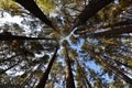 The trunks of the pine trees reach for the sky Royalty Free Stock Photo