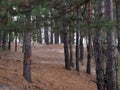 Trunks of pine trees in the winter.