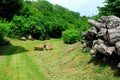 Trunks of poplars and tanks on the green Berici hills in the province of Vicenza in Veneto (Italy)