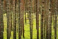 Trunks of the Scots or Scotch pine Pinus sylvestris trees growing in young evergreen coniferous forest.