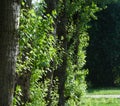 Trunks of several poplars in city sunny summer day Royalty Free Stock Photo