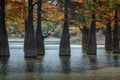 The trunks of swamp cypresses are completely unique in their beauty and texture. A group of cypress Taxodium distichum Royalty Free Stock Photo