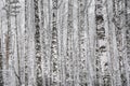 Trunks of tall slender birches in the winter forest Royalty Free Stock Photo
