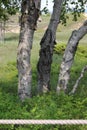 The trunks of three birch trees with peeling bark and a heart shape in the middle trunk in Sheboygan, Wisconsin