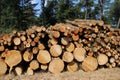 Trunks of timber waiting for transport in a forest in the Nehterlands. Royalty Free Stock Photo