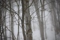 Trunks and tree branches in the mist in winter