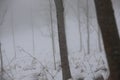 Trunks and tree branches in the mist in winter