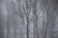 Trunks and tree branches in the mist in winter