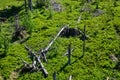 Trunks of trees broken in a forest in Poland