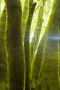 Trunks of trees covered with green moss in a linden forest on the island of La Palma, Canary Islands, Spain.