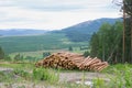 Trunks of trees cut and stacked in foreground, green forest. Pile of tree in forest