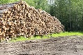 Trunks of trees cut and stacked. Wooden Logs with Forest on Background. Woodpile of freshly harvested logs Royalty Free Stock Photo