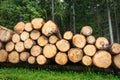 Trunks of trees with denoted tree trunk diameter