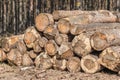 Trunks of trees with denoted tree trunk diameter