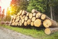 Trunks of trees with denoted tree trunk diameter