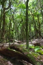 Trunks of trees in a laurel forest