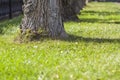 Trunks of trees in a morning sunlight park perspective view. Row of old big trees in a city park on lawn with green grass and fall Royalty Free Stock Photo