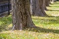 Trunks of trees in a morning sunlight park perspective view. Row of old big trees in a city park on lawn with green grass and fall Royalty Free Stock Photo