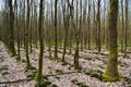 Trunks of a trees, overgrown with green moss on the north side, against the background of a forest with sparse trees, Hessen, Royalty Free Stock Photo