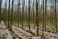 Trunks of a trees, overgrown with green moss on the north side, against the background of a forest with sparse trees, Hessen, Royalty Free Stock Photo